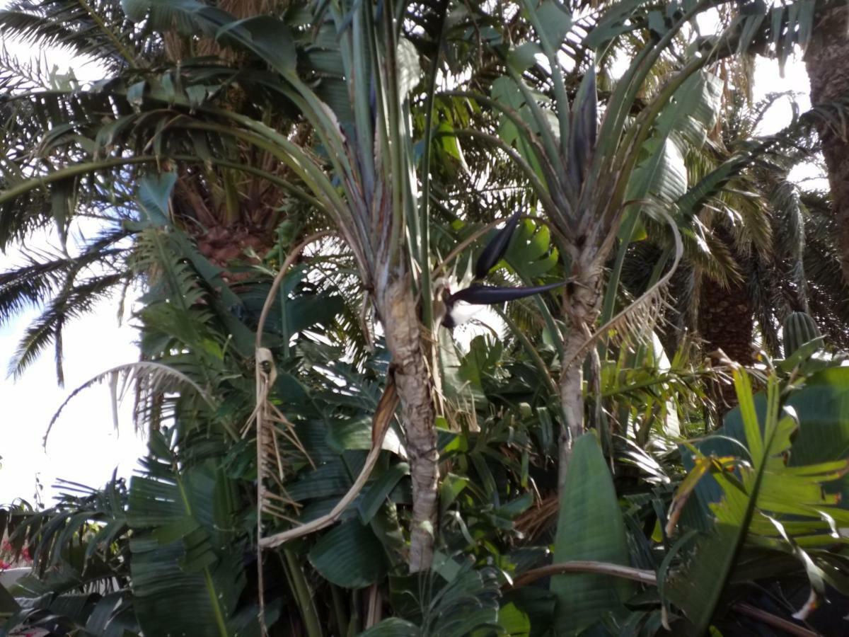 אינחניו Palmeras מראה חיצוני תמונה